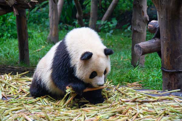 成都旅游