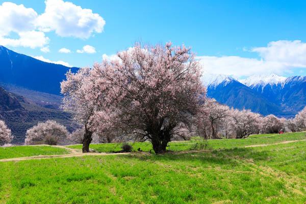 西藏旅游