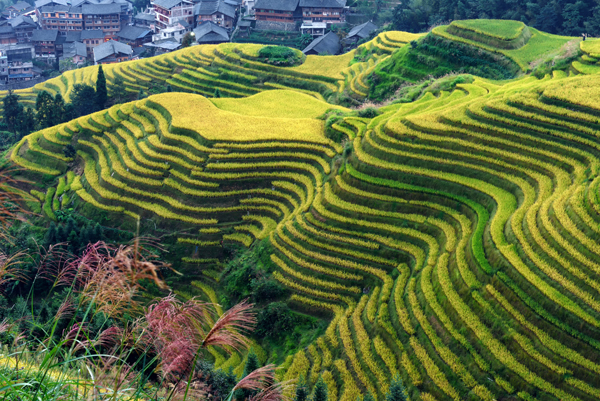 龍脊梯田旅游