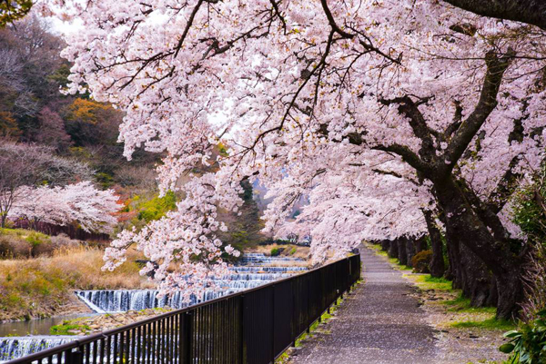 日本旅游