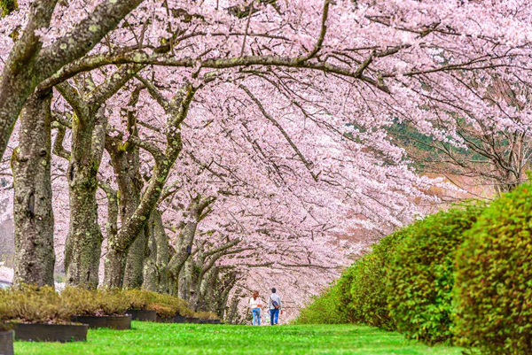 日本旅游
