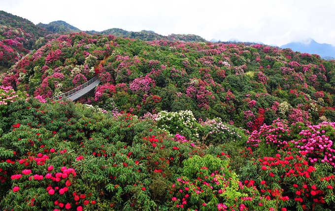 百里杜鵑